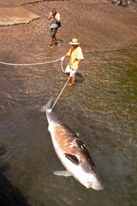 혼획의 사례 (라 고메라 섬)