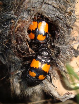 설치류의 시체를 먹는 Nicrophorus vespilloides