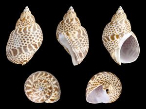 바빌로니아 자포니카 조개 껍데기.