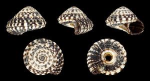 Heliacus variegatus의 껍질