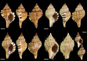 Monoplex parthenopeus (Salis Marschlins, 1793) (d\c) 카나리아 제도.