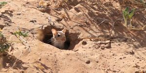 굴 입구에서 밖을 보는 순데발저드
