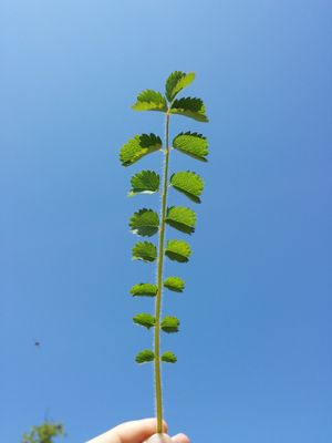 잎이 어긋나는 모습