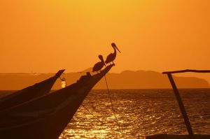 수크레주 산후안 데 라스 갈도나스 펠리컨