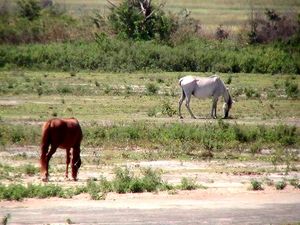 수크레주 카사나이 말