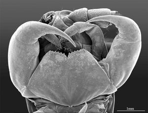 Eupolybothrus cavernicolus (Lithobiidae)의 집게발