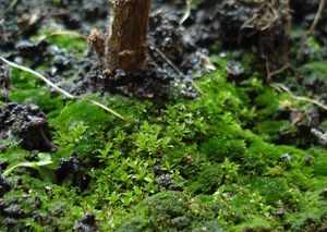 숲 바닥의 이끼 층