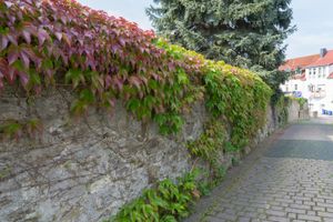 파더보른 주교 시몬 1세