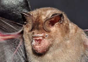 슈나이더잎코박쥐