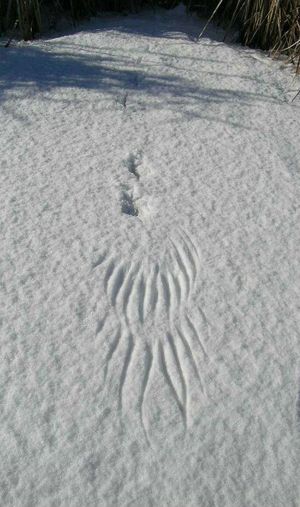 몬태나 주 보우도인 국립 야생동물 보호구역에서 꿩이 만든 눈 천사