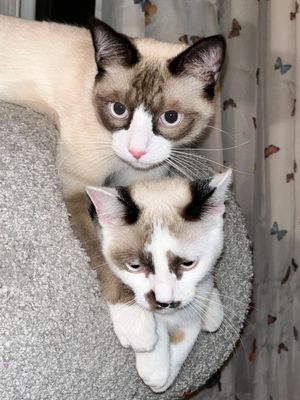 적절한 무늬(상단)와 일그러진 무늬(하단)를 가진 한 배에서 태어난 새끼 고양이 2마리, 무늬의 균일성을 얻는 어려움을 보여준다