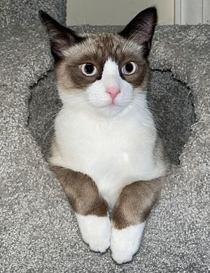 수컷 고양이가 발과 얼굴에 흰색 팁이 있는 색상 포인트를 보여줍니다.