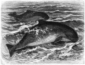 두 번째 국립공원법은 특히 상괭이 보호를 위한 고래 보호 구역을 지정했다.