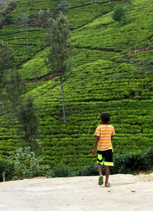  왈라파네의 차 농장 근처 새로 포장된 콘크리트 도로를 따라 집을 나서는 소년