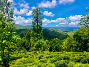 우바주 나무누쿨라산에 있는, 해발 1,800 m에 위치한 차 플랜테이션 농장.