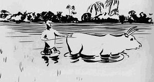 우기 동안 슌도르본의 논은 완전히 물에 잠긴다.