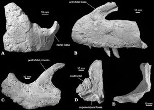 여러 관점에서 본 두개골 요소