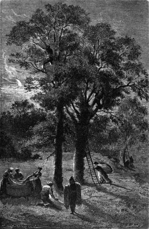 19세기, 스페인청가뢰 채집