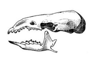 팔머 습지뒤쥐(S. b. palmeri)의 모식 표본 두개골 묘사, Merriam, 1895