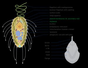 시누라조류의 표현* 편모 (mastigoneme, 마스티고네메) 포함* 팽창된 잔여 편모* 표면 인편* 골지체; 단백질을 변형시키고 세포 밖으로 보냄* 색소체 막 (4개, 2차 적색)* 틸라코이드, 광합성의 명반응 부위* 핵* 소포체, 세포의 특정 부분으로 이동하는 분자를 위한 수송 네트워크* 미토콘드리아, 세포를 위한 ATP (에너지) 생성, 관형 크리스타* 리소좀, 효소 보유* 식세포 (먹이 포함)* 강모* 돔* V 리브* 방패* 후드* 플랜지
