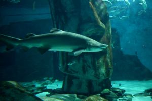 런던 수족관의 상어