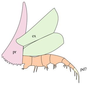 시드니이아 이넥스펙탄스(Sidneyia inexpectans)의 이분지  분홍색: 악기절(pr), 녹색: 겉다리(ex), 주황색: 속다리, 노랑색: 지절 말단(pd7)