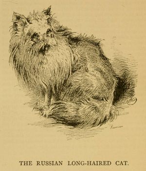 웨어의 저서 우리 고양이와 그들에 관한 모든 것 (1892)에 실린 "러시아 장모 고양이" 그림