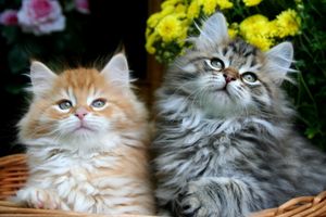 붉은색과 검은색 고등어태비 새끼 고양이