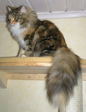 1살 된 블랙 토티셸과 흰 고양이