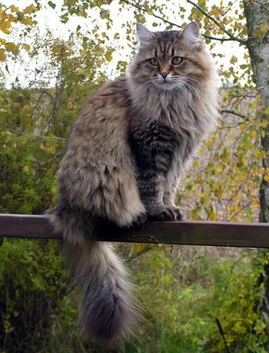Shows the appearance of Siberian cats