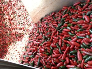 후이퐁 푸드 생산 라인의 고추