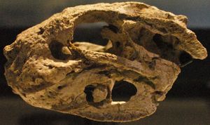 Skull FMNH PR 2597