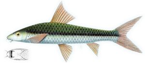 피터 블리커가 그린 진짜 시아미즈 알지이터 그림