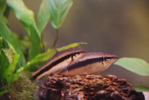 바위에 앉아 있는 두 마리의 Crossocheilus 속 물고기