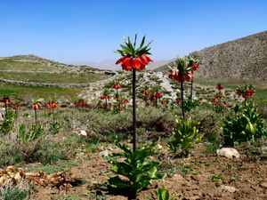 황제프리티라리아의 핏빛 붉은 꽃은 이란 민속에서 죄 없는 순교자 시야바슈를 위해 고개를 숙이고 울었다고 전해지며, 'Khune Asyavushan'(시야바슈의 피)의 정체일 수 있다.