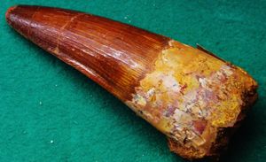 관련 속 <i>Spinosaurus</i>의 치아