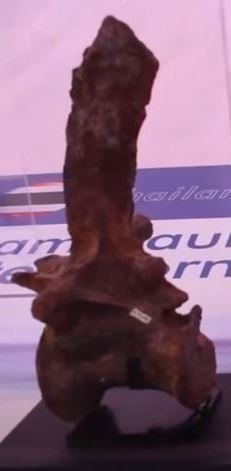 디스플레이 케이스 내부의 스피노사우루스과 화석 척추