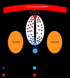 신경관 내 Shh 및 BMP 기울기