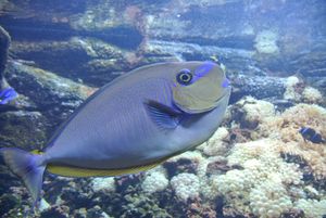 크레타수족관의 Naso vlamingii