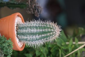 실내 화초로 키우기에 적합할 만큼 작은 선인장과 다육 식물 종이 많이 있다.