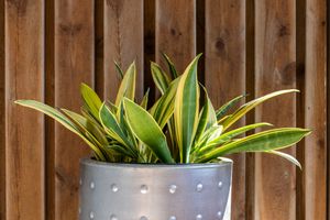 스네이크 플랜트, Dracaena(구 Sansevieria) trifasciata는 가장 강하고 흔한 실내 화초 중 하나로 알려져 있다.