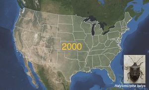 썩덩나무노린재(Halyomorpha halys) 미국 분포 (2000년~2019년)