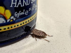 2020년 토론토의 세면실에 있는 노린재