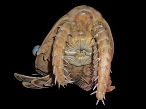 페이토이아 나토르스트아이의 입 (모형)