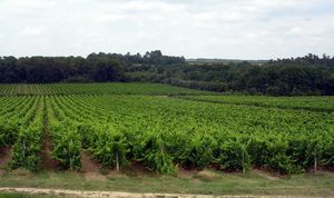 랑드와 제르 근처 아르마냐크 지역의 포도원