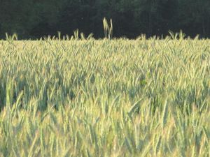 아르비니의 밀밭