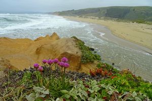 캘리포니아 페스카데로 주립 해변의 Armeria maritima californica