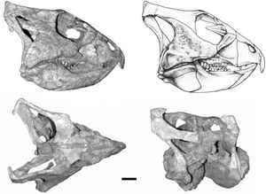 A. oshimai 두개골