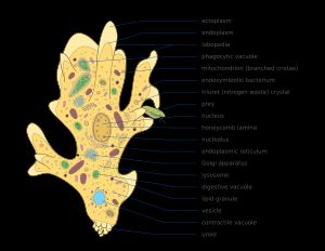 관상아메바강의 표현 * 외질 * 내질 * 엽족 (세포질로 만들어진 위족 또는 팔 모양의 돌출부) * 식세포성 액포 * 미토콘드리아 (세포에 ATP (에너지) 생성) (분지형 크리스타) * 공생 박테리아 * 트리우레트 (질소 폐기물) 결정 * 먹이 * 핵 * 벌집판 * 핵소체 * 소포체, 세포의 특정 부분으로 가는 분자를 위한 수송 네트워크 * 골지체, 단백질을 수정하여 세포 밖으로 보냄 * 리소좀, 효소를 보유 * 소화 액포 * 지질 과립 * 소포 * 수축포, 세포 내부의 물의 양을 조절 * 우로이드