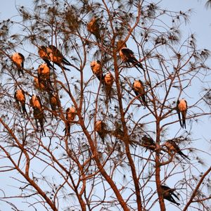 플로리다주 샌이벨 섬에서 해 질 녘에 모여 있는 20마리 이상의 아메리카제비꼬리솔개